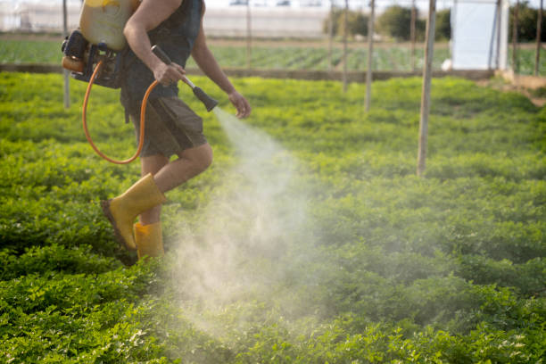Best Mosquito Control Services  in Arizona City, AZ